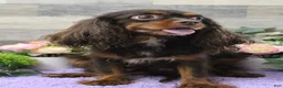 Cavapoo dogs for sale: #5 Male (Dawn's) - Ad 3