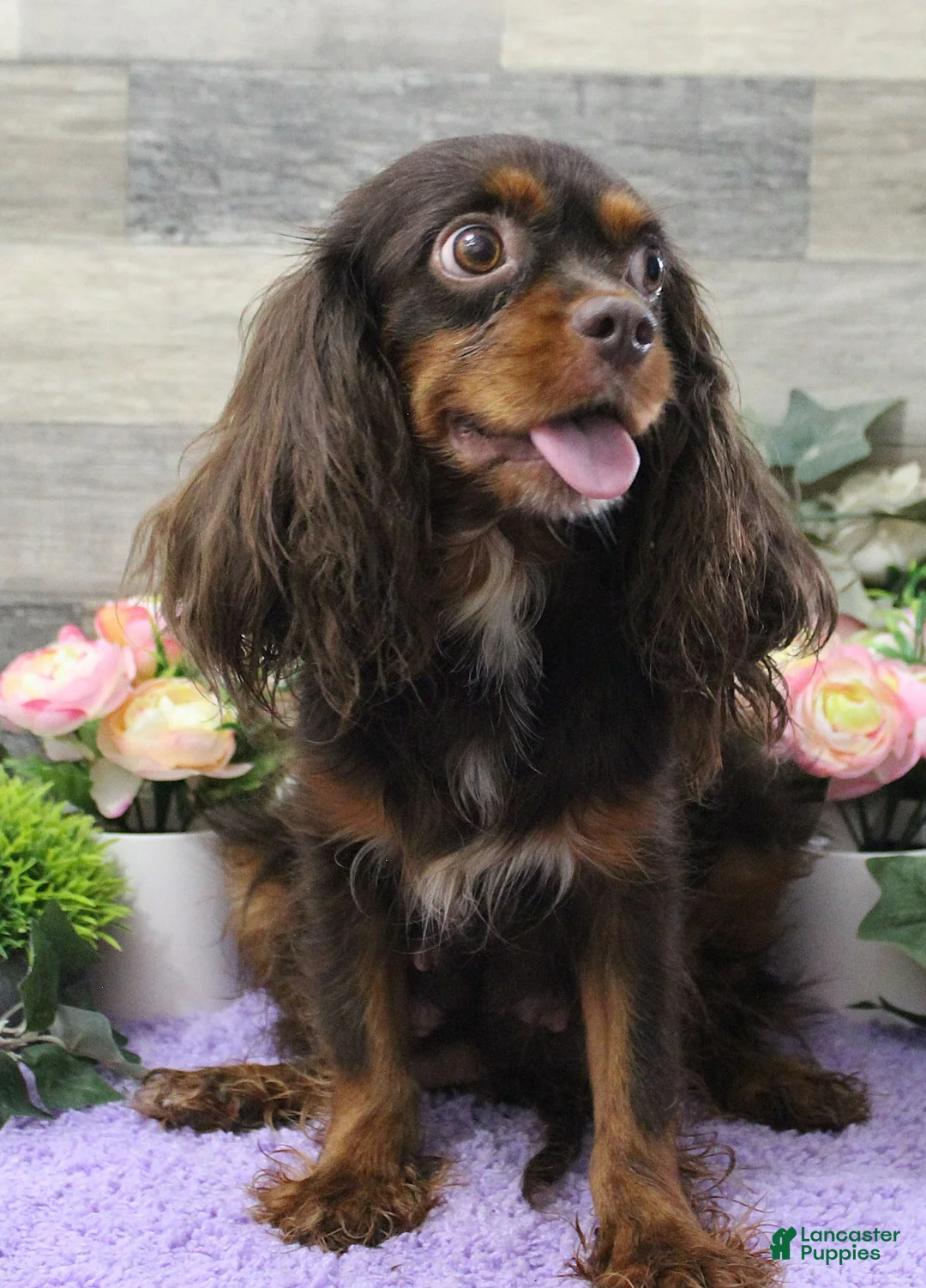 Cavapoo dogs for sale: #5 Male (Dawn's) - Ad 3