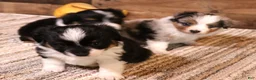 Toy Australian Shepherd dogs for sale: Rue adorable black tri female with unique black patch above nose - Ad 3