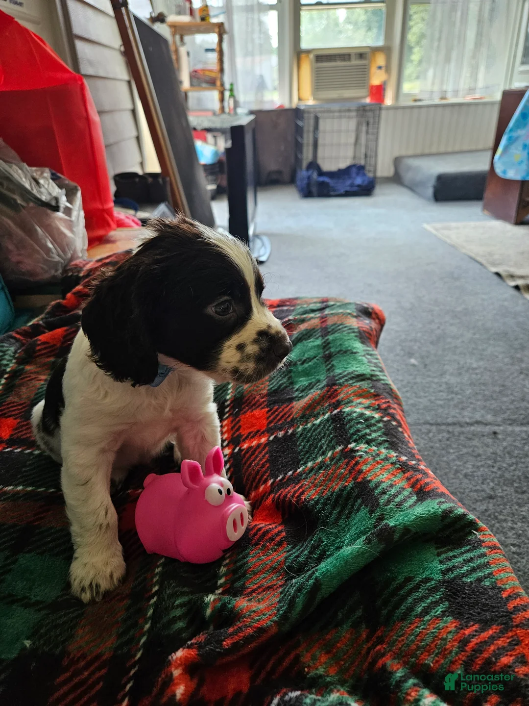 English Springer Spaniel dogs for sale: Jasper - Ad 1