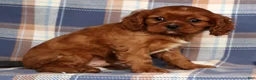Cavalier King Charles Spaniel dogs for sale: Chief - Ad 2