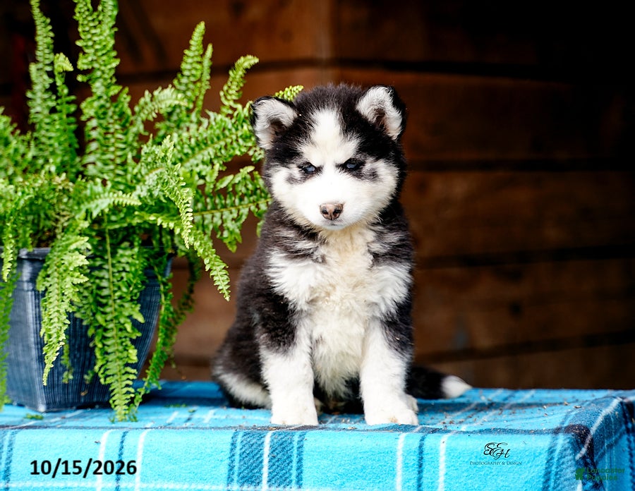 Pomsky dogs Ryan - Ad 1
