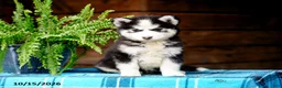Pomsky dogs for sale: Ryan - Ad 1