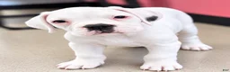 Boxer dogs for sale: RUBY-AKC-Euro lines  - Ad 10