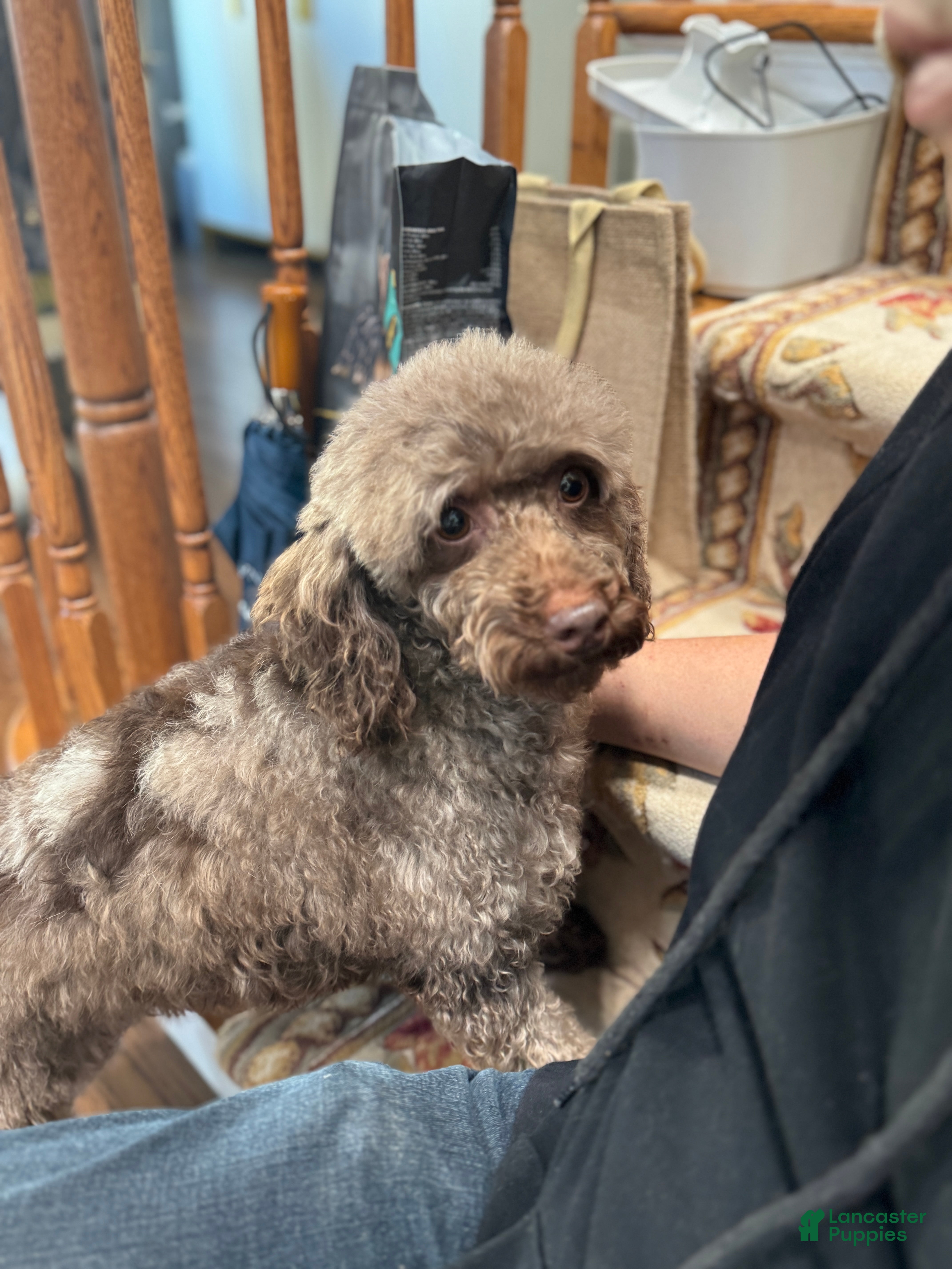Miniature Poodle dogs Faith - Ad 5