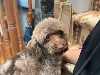 Miniature Poodle dogs Faith - Ad 5