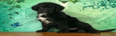 Clyde