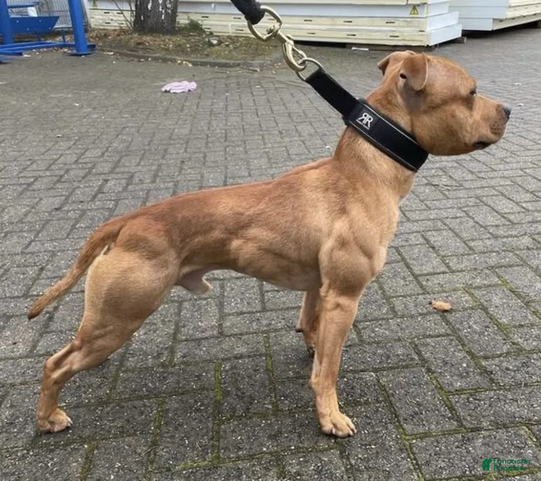 American Pit Bull Terrier dogs for sale: Castro  - Ad 3