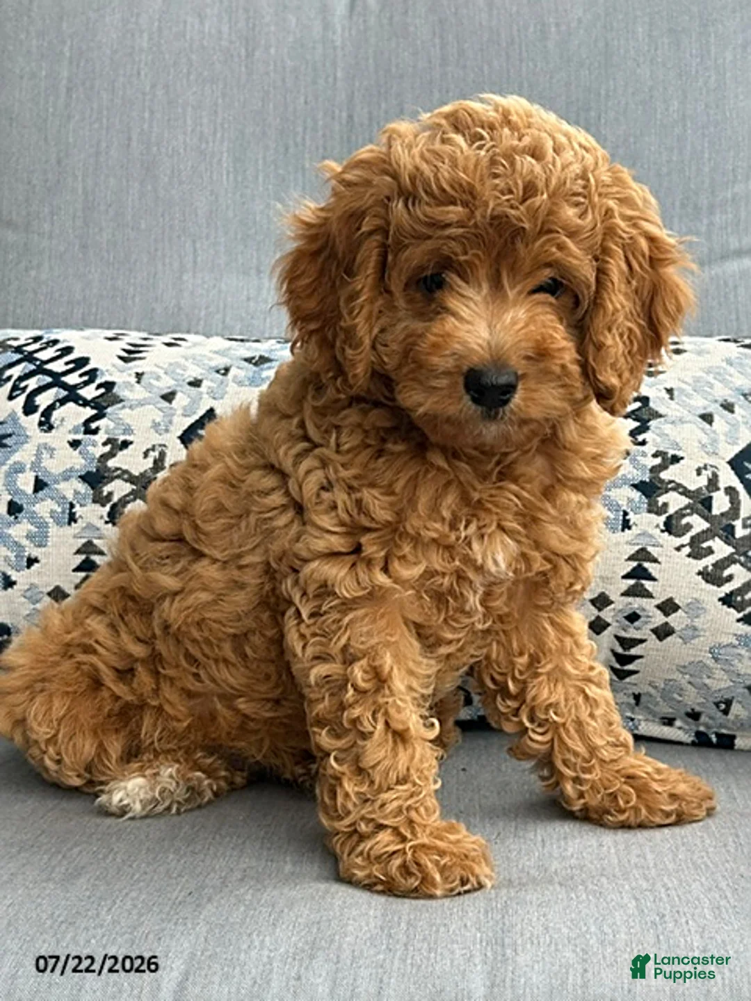 Mixed Breed dogs for sale: Cuddly - Ad 1