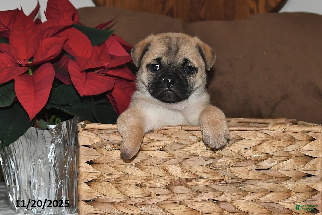 Mixed Breed dogs for sale: Adorable  Special Needs - Ad 10