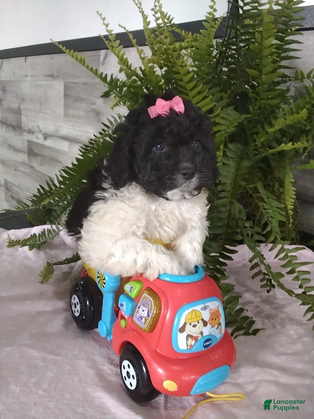 Cockapoo dogs for sale: Galaxy - Ad 1