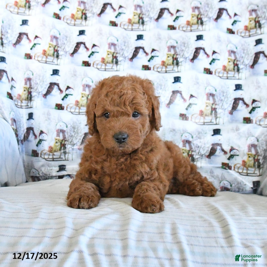 Mini Goldendoodle dogs for sale: Flash - Ad 5