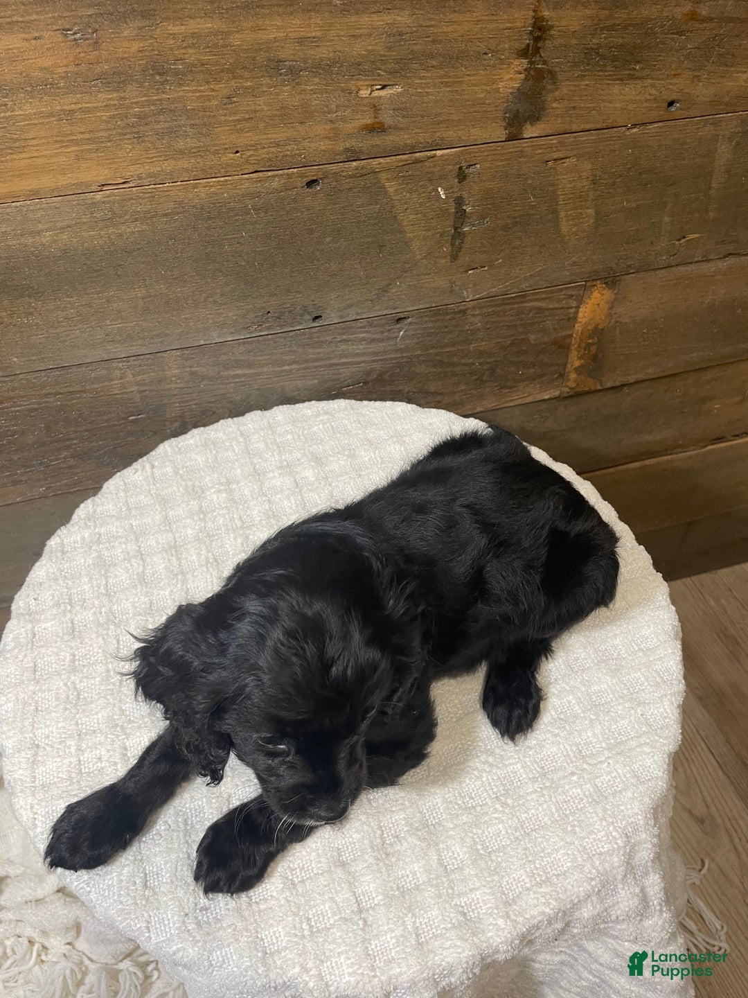 Cavapoo dogs for sale: Shadow - Ad 4