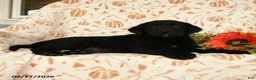 Labrador Retriever dogs for sale: Maxwell - Ad 5