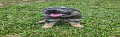 German Shepherd 1