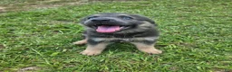 German Shepherd dogs for sale: German Shepherd 1 - Ad 1
