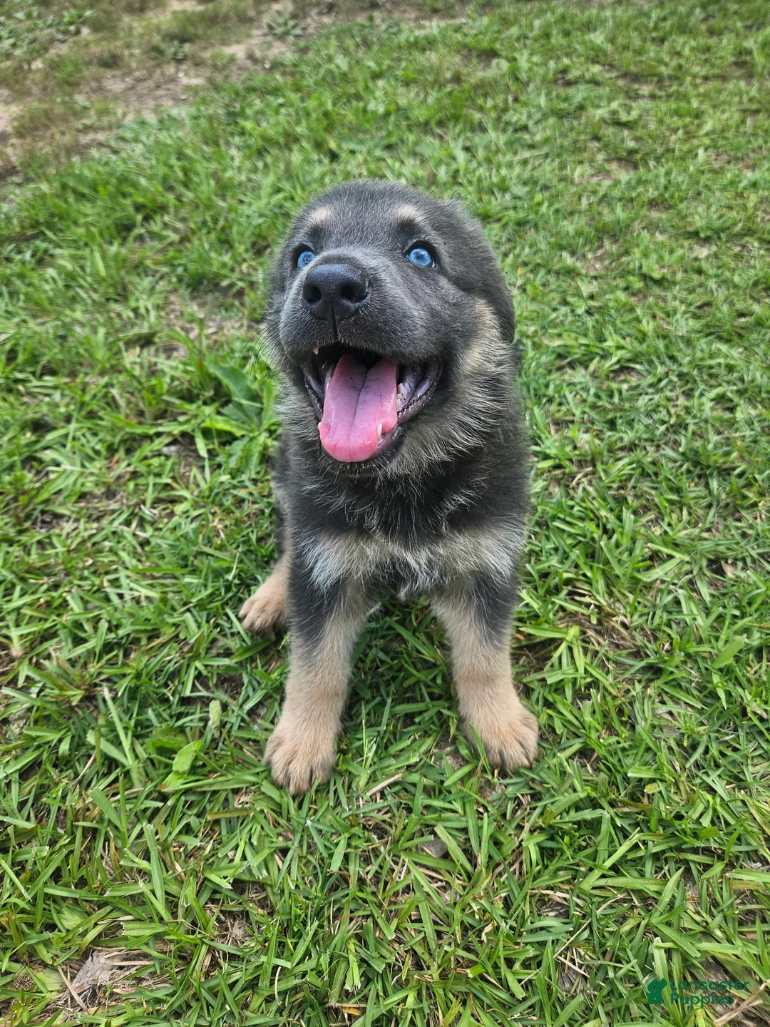 German Shepherd dogs for sale: German Shepherd 1 - Ad 1