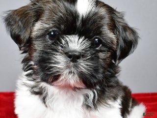 Shih Tzu dogs Roscoe - Ad 12