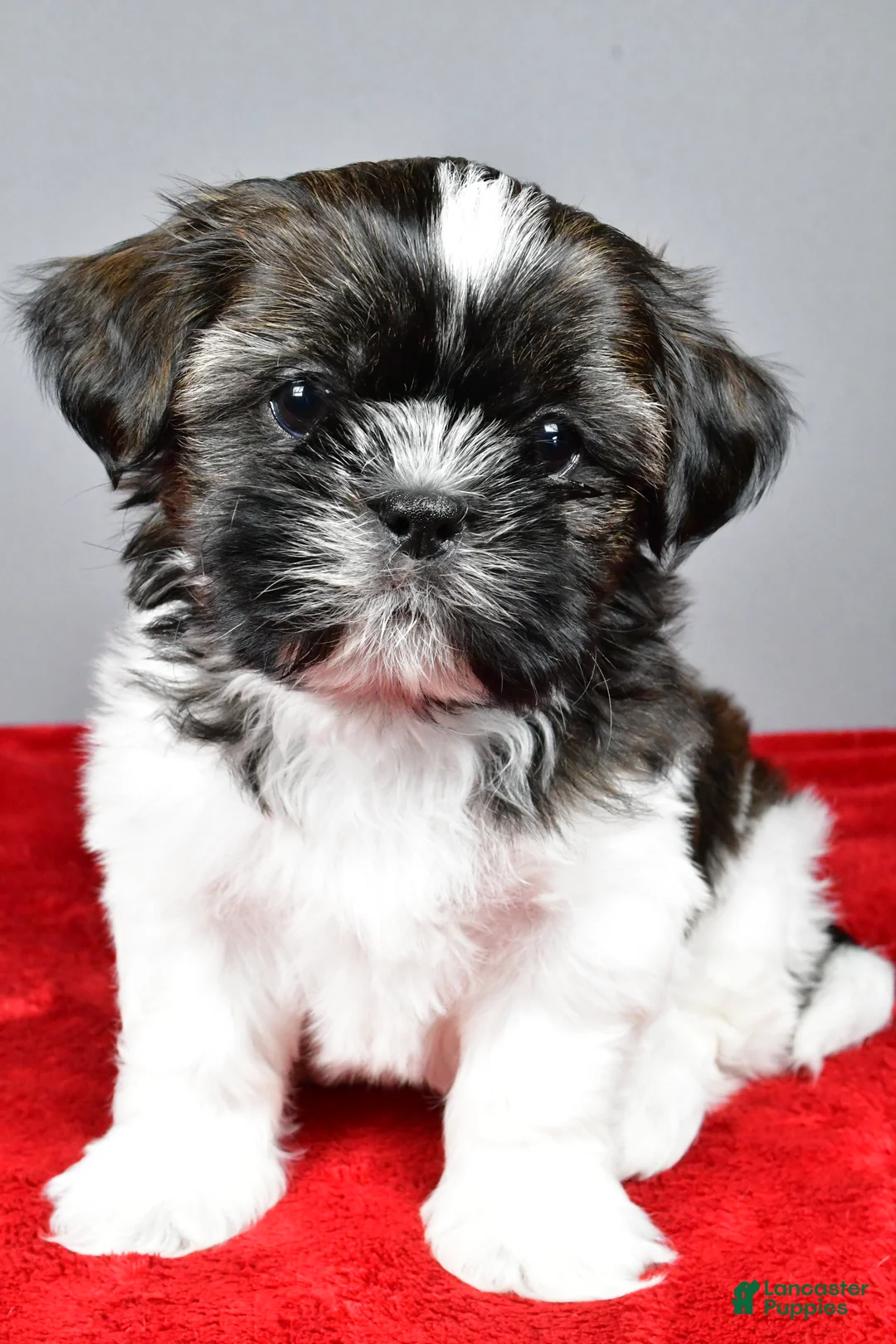 Shih Tzu dogs for sale: Roscoe - Ad 2