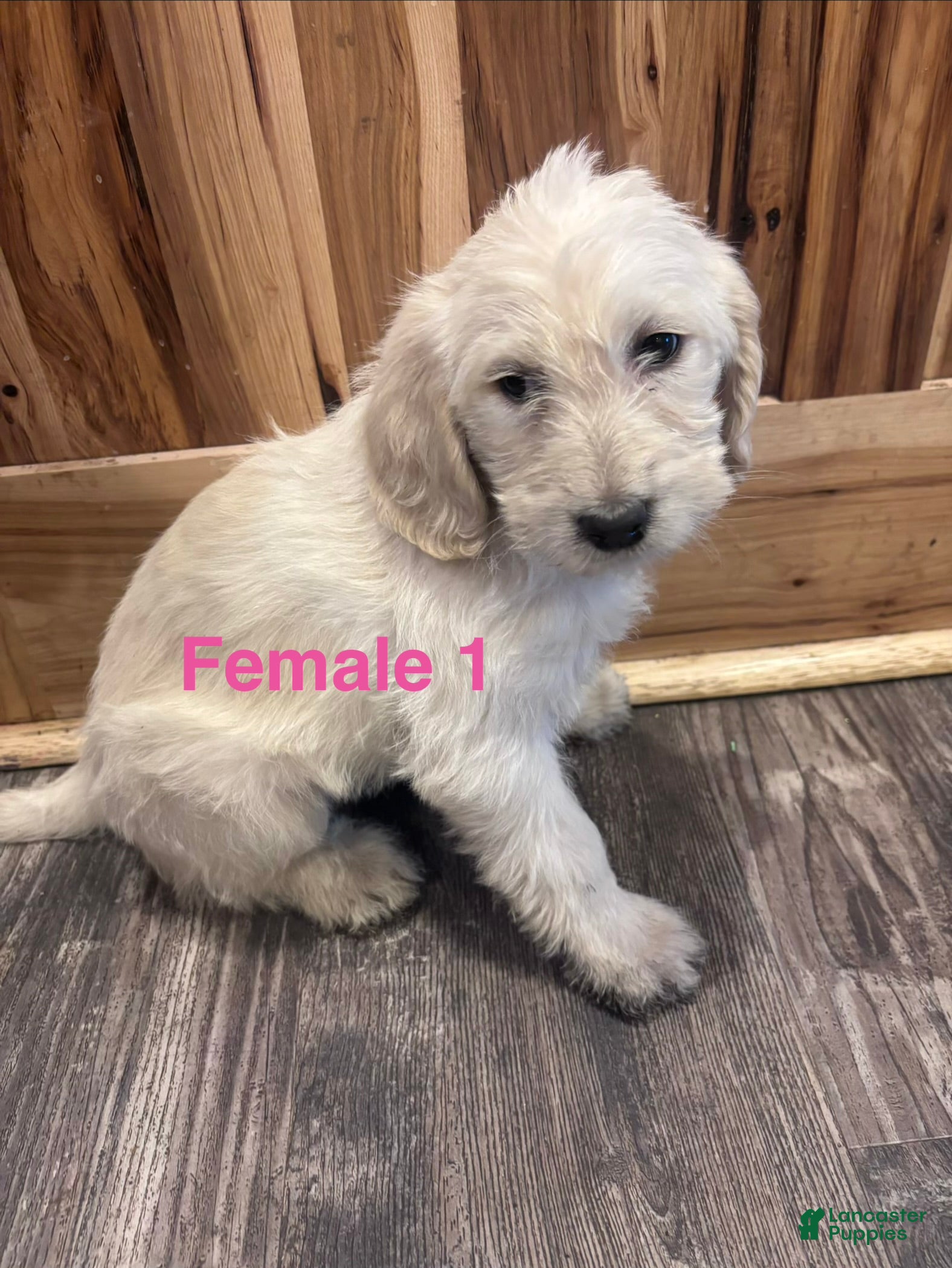Labradoodle dogs Labradoodle Puppy 5 - Ad 31