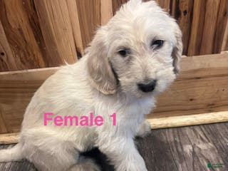Labradoodle dogs Labradoodle Puppy 5 - Ad 31