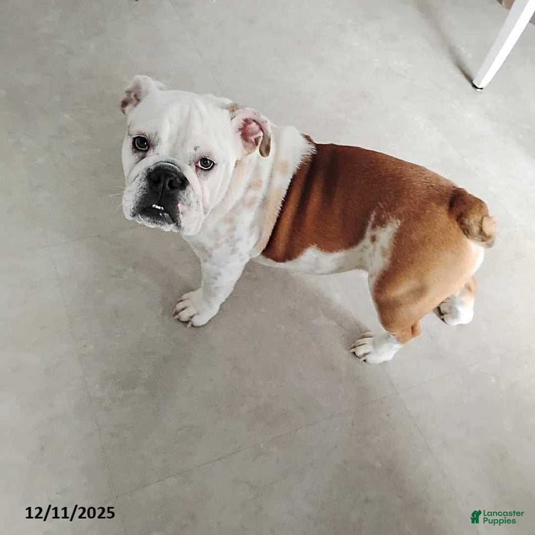 English Bulldog dogs for sale: Renita - Ad 7