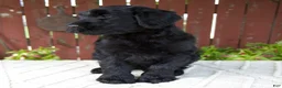 Giant Schnauzer dogs for sale: Tyler - Ad 4
