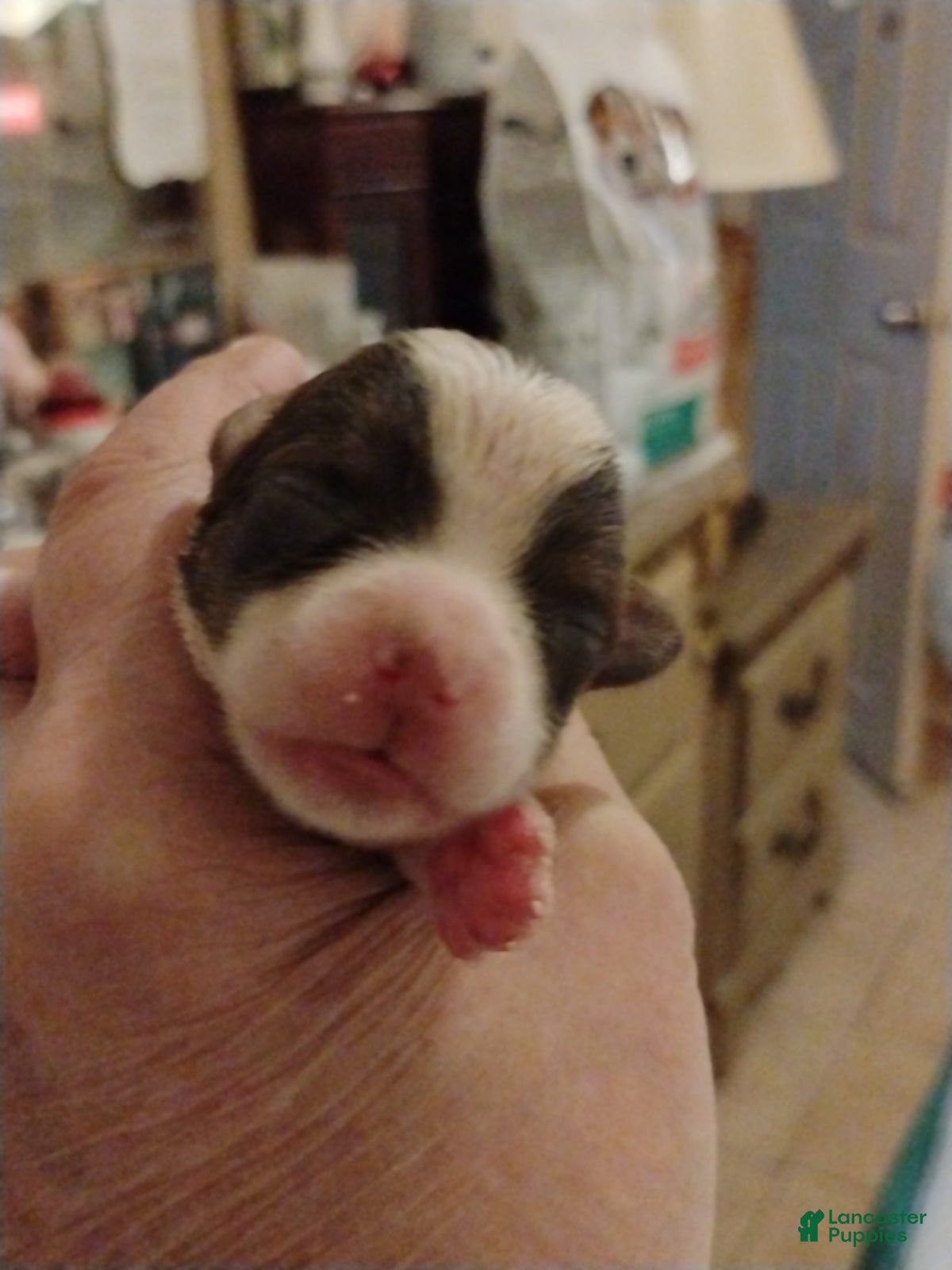 Biewer Terrier dogs Biewer Terrier Puppy 3 - Ad 32