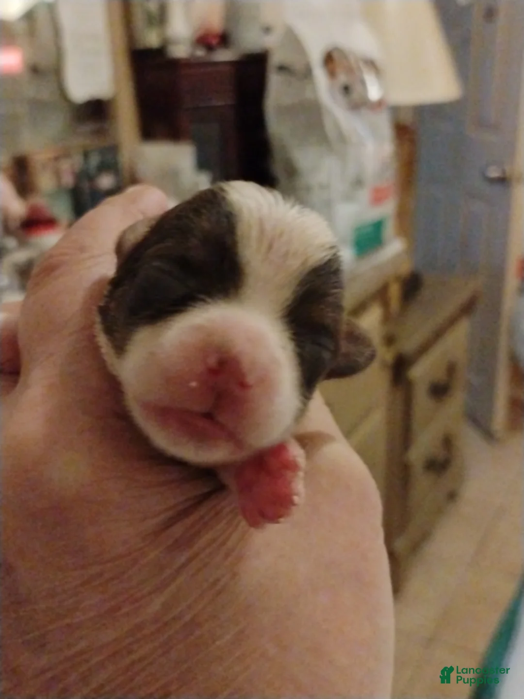 Biewer Terrier dogs for sale: Biewer Terrier Puppy 3 - Ad 1