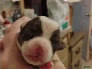 Biewer Terrier dogs Biewer Terrier Puppy 3 - Ad 32