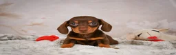 Miniature Dachshund dogs for sale: Snoopy - Ad 5