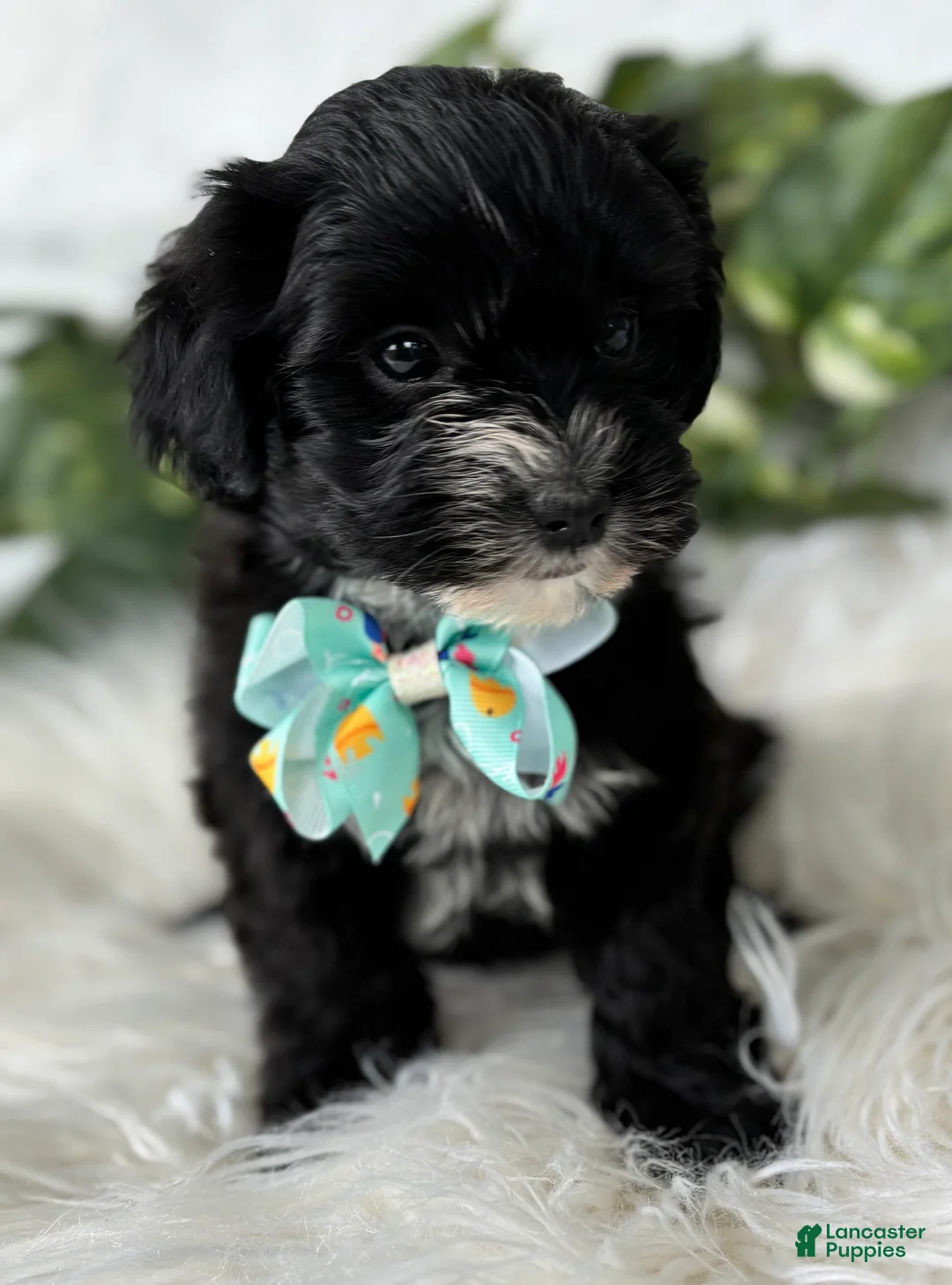 Morkie dogs for sale: Prince  - Ad 18