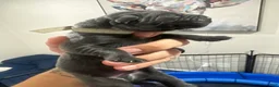 Cane Corso dogs for sale: Cane Corso 1 - Ad 9