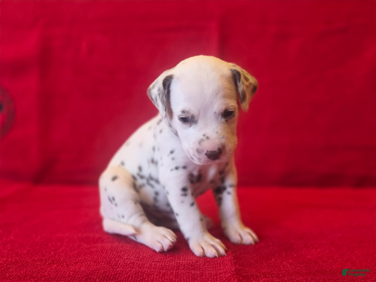 Dalmatian dogs Red - Ad 1