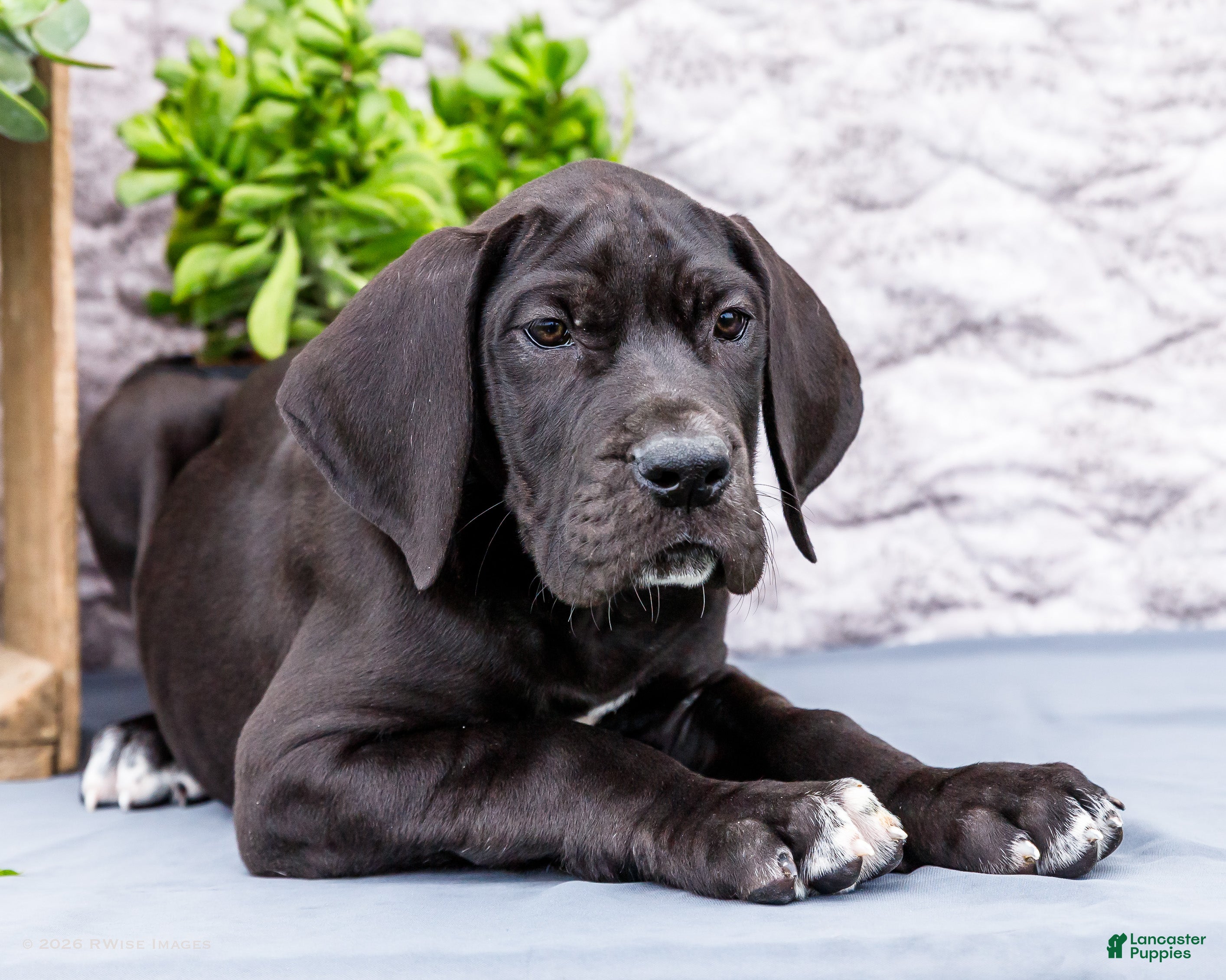 Great Dane dogs Zayne - Ad 1