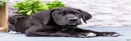 Great Dane dogs for sale: Zayne - Ad 1