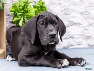 Great Dane dogs for sale: Zayne - Ad 3