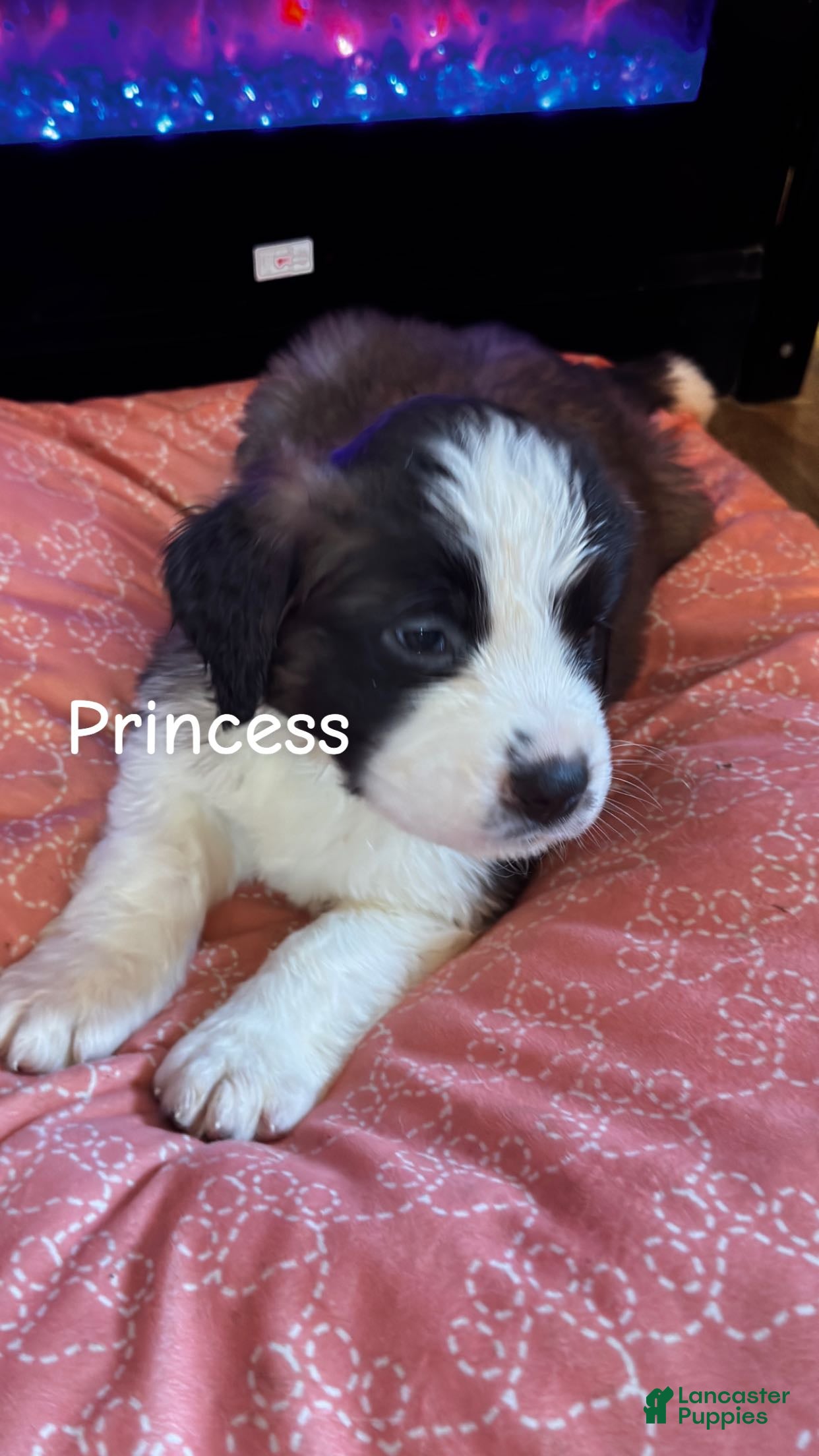 Saint Bernard dogs Dolly  - Ad 2