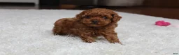 Toy Poodle dogs for sale: Teacup  Ava - Ad 6