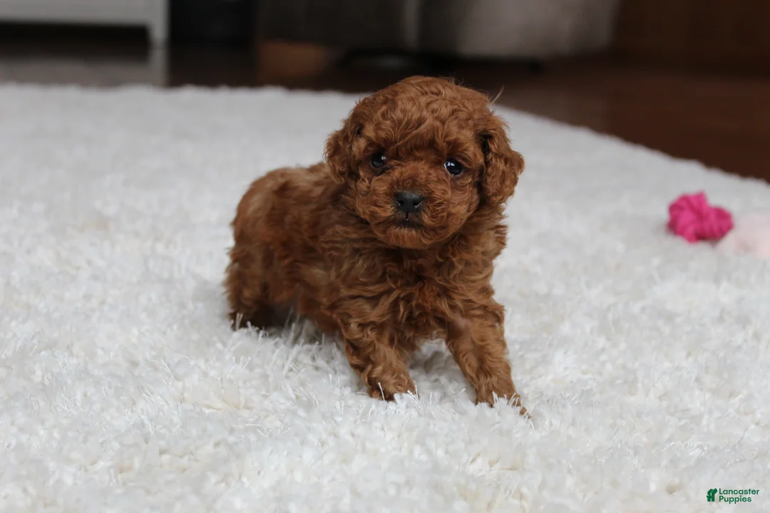 Toy Poodle dogs for sale: Teacup  Ava - Ad 6