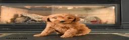 Mini Goldendoodle dogs for sale: Bear - Ad 1