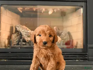 Mini Goldendoodle dogs for sale: Bear - Ad 4