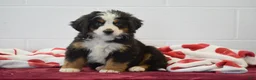 Bernese Mountain Dog dogs for sale: Lavender - Ad 1
