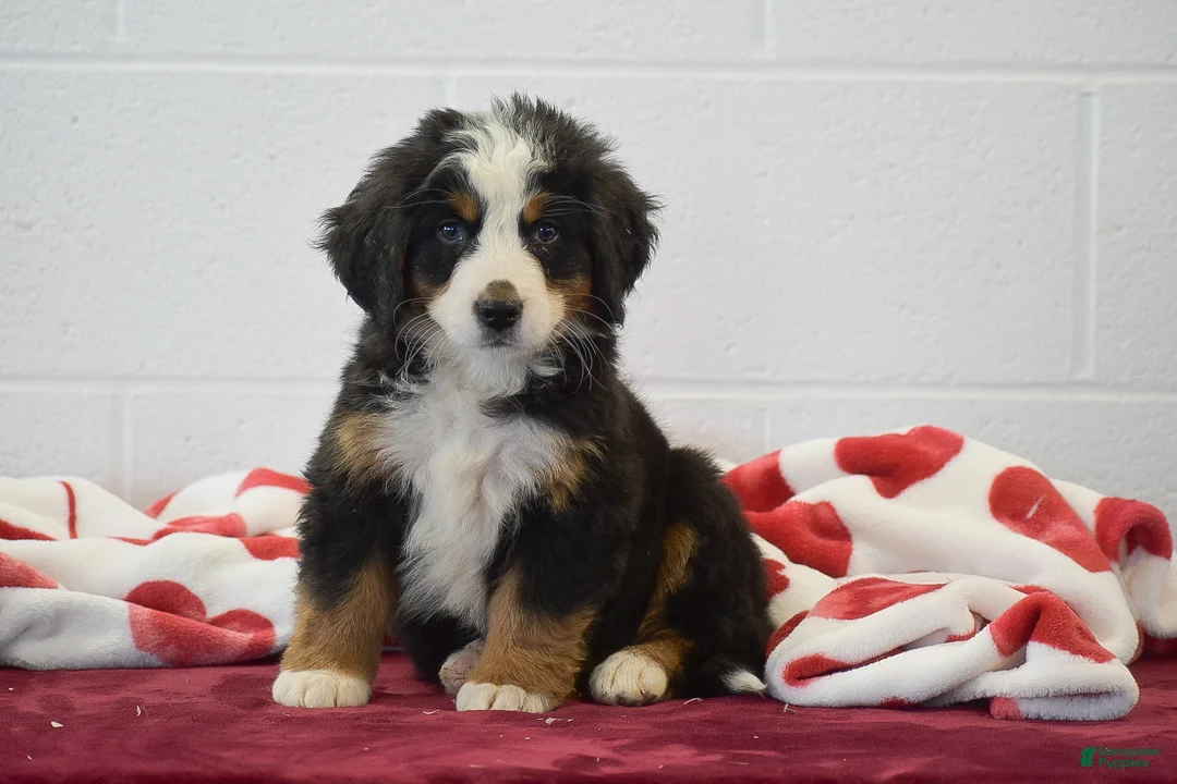 Bernese Mountain Dog dogs for sale: Lavender - Ad 1