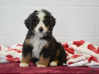 Bernese Mountain Dog dogs Lavender - Ad 1