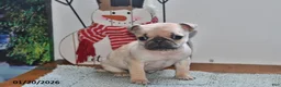 Pug dogs for sale: Beaula - Ad 6