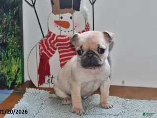 Pug dogs Beaula - Ad 21