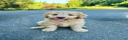Mini Aussiedoodle dogs for sale: Mini Aussiedoodle 2 brownie  - Ad 2