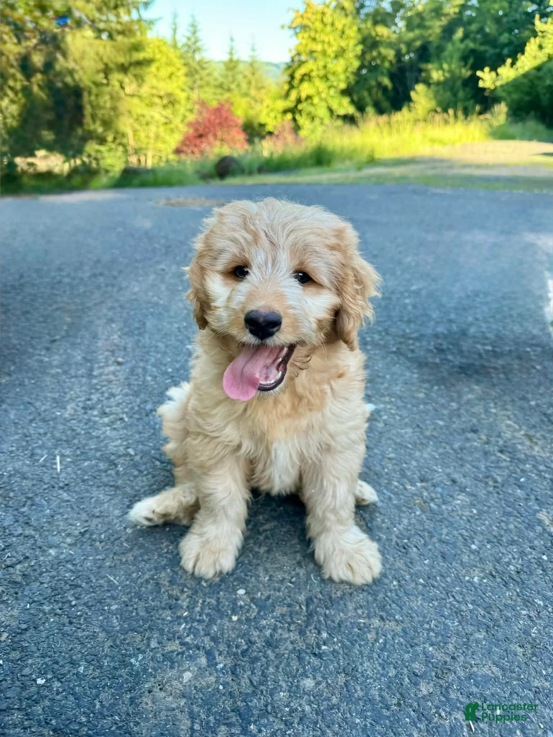 Mini Aussiedoodle dogs for sale: Mini Aussiedoodle 2 brownie  - Ad 2