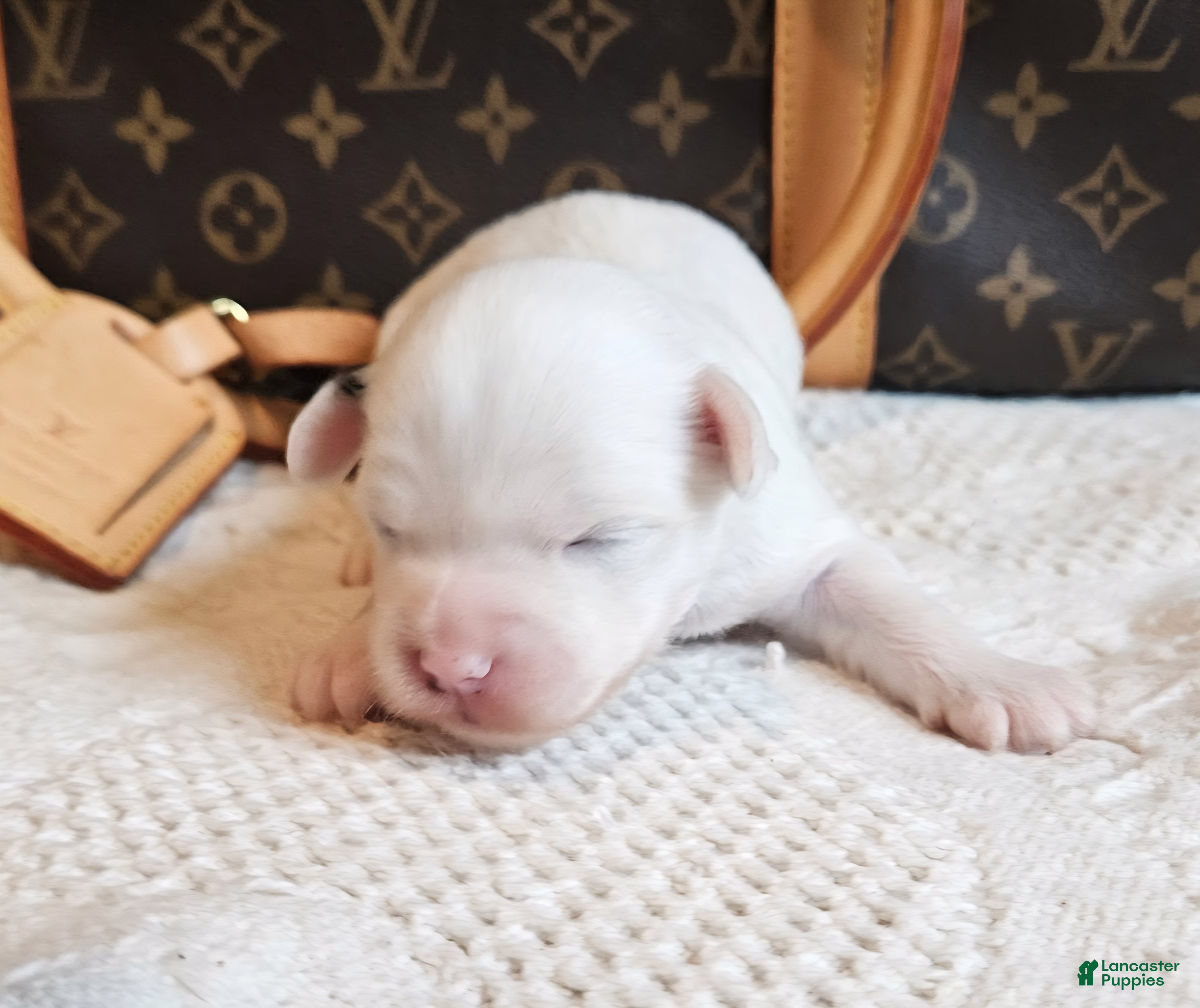 Mixed Breed dogs Spot - Ad 35